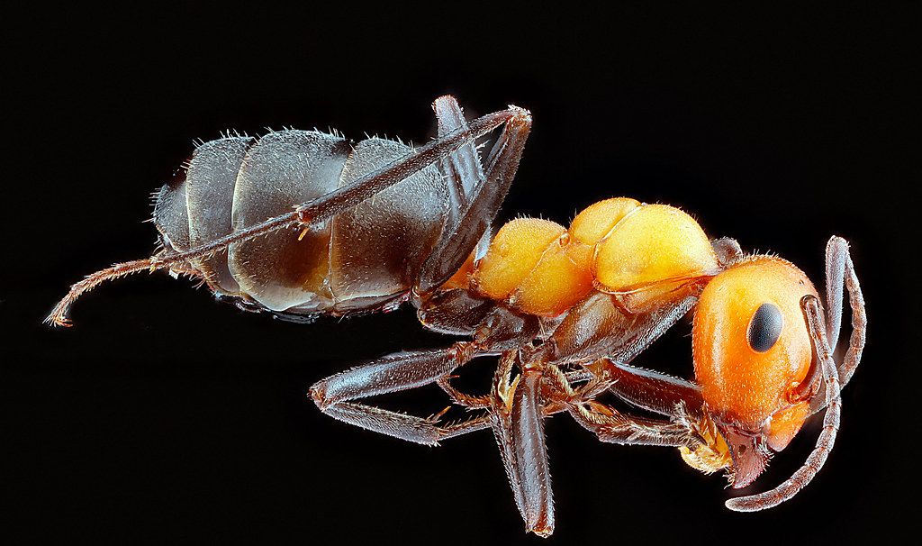 Ant Control service in Little Rock, AR