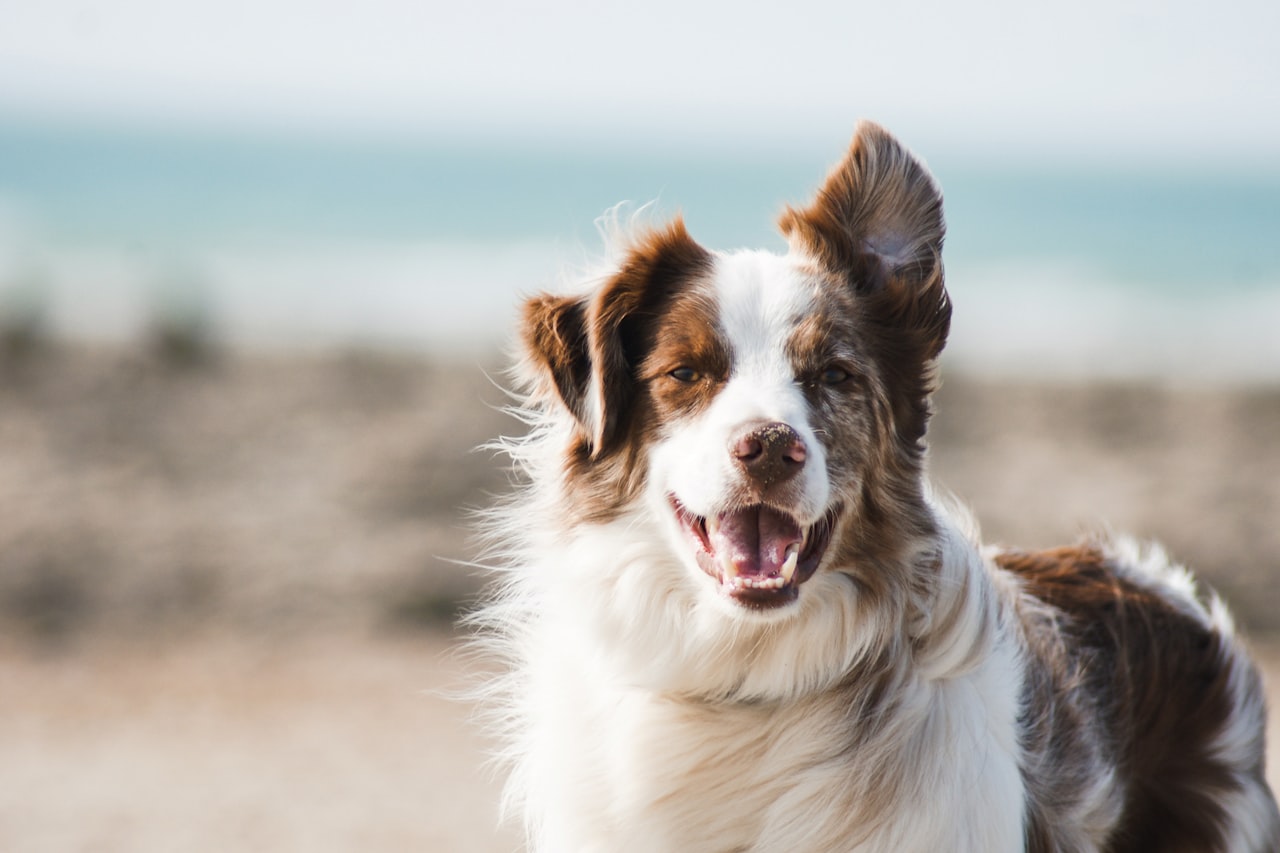 Flea & Tick Control service in Little Rock, AR