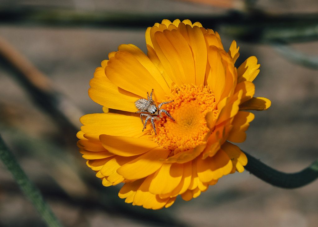 Spider Control service in Little Rock, AR